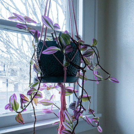 hanging plant in bathroom